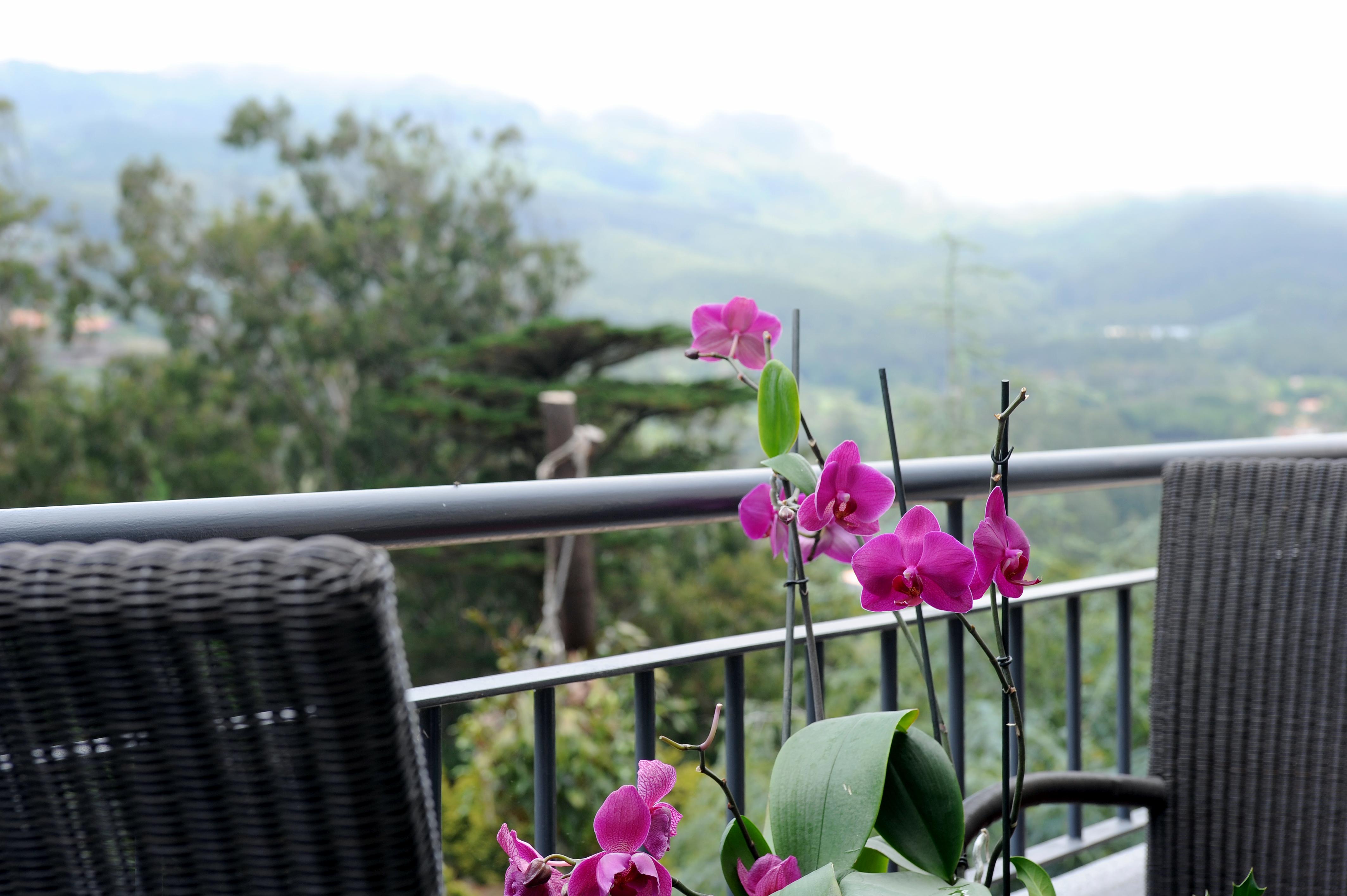 Quinta Da Cova Do Milho Hotel Santo Antonio da Serra Bagian luar foto